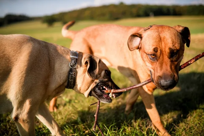 Hochzeitsfotos auf Schloss Romrod