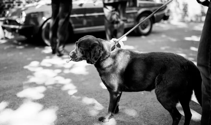 Hochzeitsfotografie in Essen
